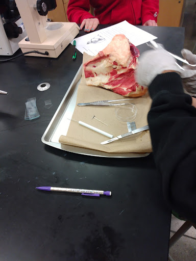 A cow bone that one of the groups dissected. This was a joint so there are 2 different bones in this section of bone.

